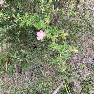 Rosa rubiginosa at Watson, ACT - 20 Nov 2024