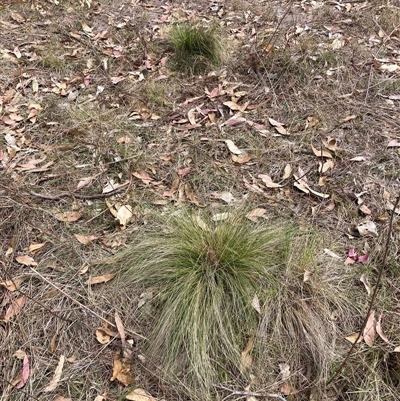 Nassella trichotoma at Watson, ACT - 20 Nov 2024 by waltraud