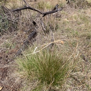 Nassella trichotoma at Watson, ACT - 20 Nov 2024