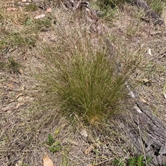 Nassella trichotoma (Serrated Tussock) at Watson, ACT - 19 Nov 2024 by waltraud