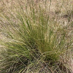 Nassella trichotoma at Watson, ACT - 19 Nov 2024