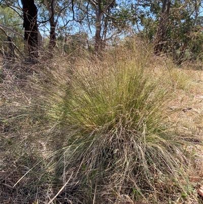 Nassella trichotoma (Serrated Tussock) at Watson, ACT - 19 Nov 2024 by waltraud