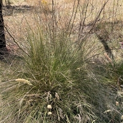 Nassella trichotoma at Watson, ACT - 19 Nov 2024