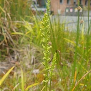 Microtis sp. at Sandy Bay, TAS by Detritivore