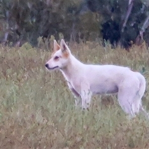 Canis lupus (Dingo / Wild Dog) at Rendezvous Creek, ACT by aussiestuff