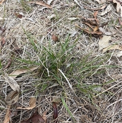 Nassella neesiana at Lyneham, ACT - 22 Nov 2024