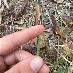 Nassella neesiana at Lyneham, ACT - 22 Nov 2024