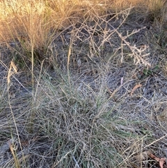 Eragrostis curvula (African Lovegrass) at Hackett, ACT - 18 Nov 2024 by waltraud