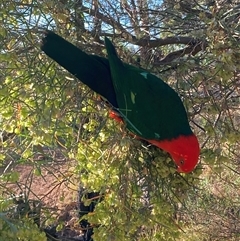 Alisterus scapularis (Australian King-Parrot) at Hackett, ACT - 18 Nov 2024 by waltraud