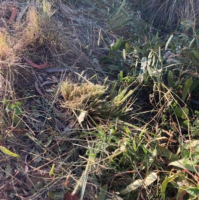 Dianella revoluta (Black-Anther Flax Lily) at Hackett, ACT - 8 Nov 2024 by waltraud