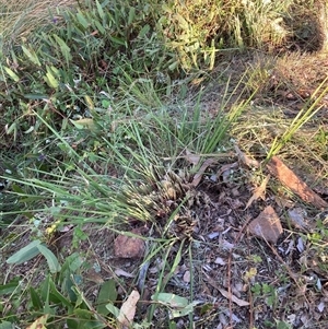 Dianella revoluta at Hackett, ACT - 8 Nov 2024