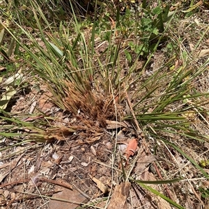 Dianella revoluta at Hackett, ACT - 8 Nov 2024