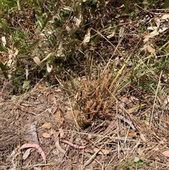 Dianella revoluta at Hackett, ACT - 8 Nov 2024 12:37 PM