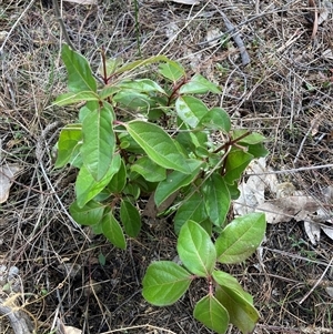 Viburnum tinus at Watson, ACT - 14 Oct 2024 03:43 PM