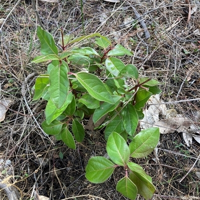 Viburnum tinus (Laurustinus) at Watson, ACT - 14 Oct 2024 by waltraud