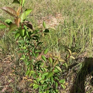 Prunus sp. (A Plum) at Hackett, ACT by waltraud