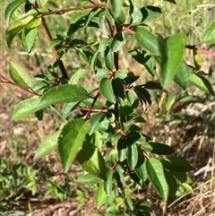 Prunus sp. at Hackett, ACT - 20 Oct 2024