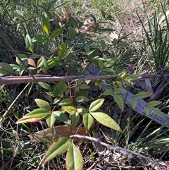 Nandina domestica (Sacred Bamboo) at Hackett, ACT - 19 Oct 2024 by waltraud