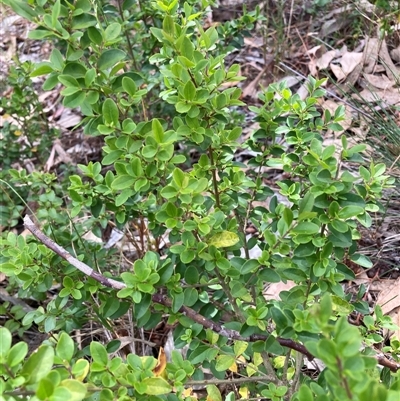 Ligustrum sinense (Narrow-leaf Privet, Chinese Privet) at Hackett, ACT - 27 Oct 2024 by waltraud