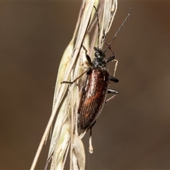 Homotrysis cisteloides (Darkling beetle) at Bruce, ACT - 22 Nov 2024 by AlisonMilton