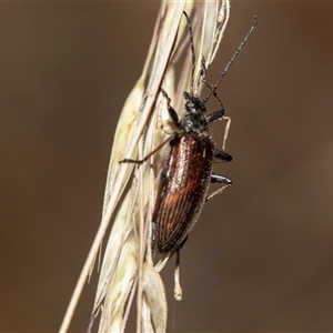 Homotrysis cisteloides (Darkling beetle) at Bruce, ACT by AlisonMilton