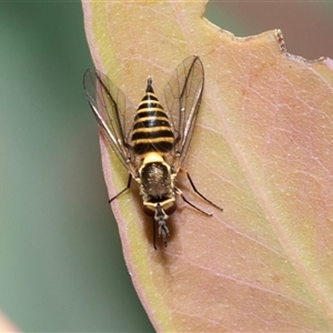 Australiphthiria hilaris (Slender Bee Fly) at Bruce, ACT by AlisonMilton