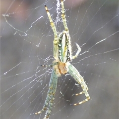 Unidentified Spider at West Hobart, TAS - 22 Nov 2024 by VanessaC