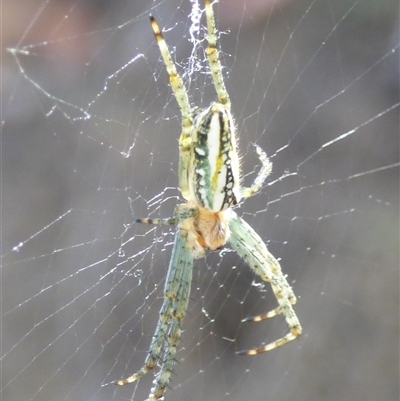 Plebs bradleyi (Enamelled spider) at West Hobart, TAS - 22 Nov 2024 by VanessaC