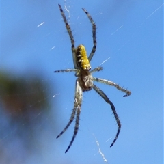 Unverified Spider at West Hobart, TAS - 22 Nov 2024 by VanessaC