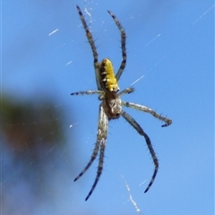 Unidentified Spider at West Hobart, TAS - 22 Nov 2024 by VanessaC