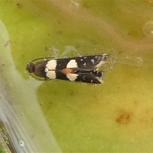 Glyphipterix chrysoplanetis (A Sedge Moth) at Charleys Forest, NSW by arjay