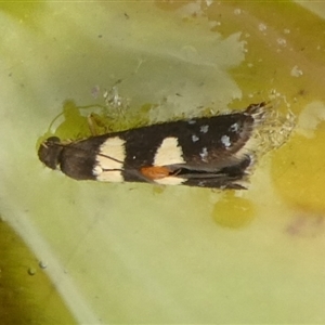 Glyphipterix chrysoplanetis at Charleys Forest, NSW - 22 Nov 2024