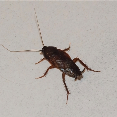 Unidentified Cockroach (Blattodea, several families) at Googong, NSW - 17 Nov 2024 by WHall