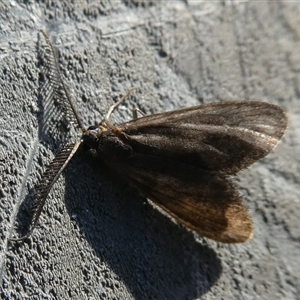 Zygaenidae (family) at Charleys Forest, NSW - suppressed