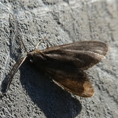 Zygaenidae (family) at Charleys Forest, NSW - suppressed