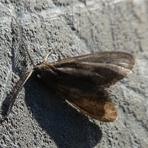 Zygaenidae (family) at Charleys Forest, NSW - suppressed