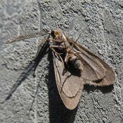 Zygaenidae (family) at Charleys Forest, NSW - suppressed