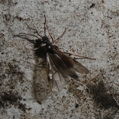 Unverified Insect by arjay