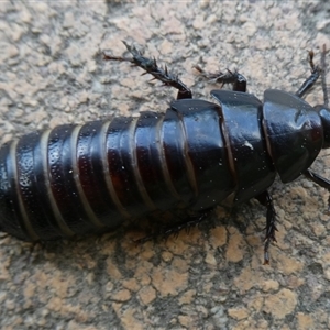 Panesthia australis at Charleys Forest, NSW - 21 Nov 2024