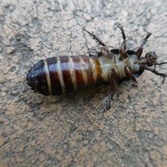 Panesthia australis at Charleys Forest, NSW - suppressed