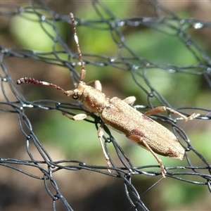 Pempsamacra tillides (Longhorn or longicorn beetle) at Charleys Forest, NSW by arjay