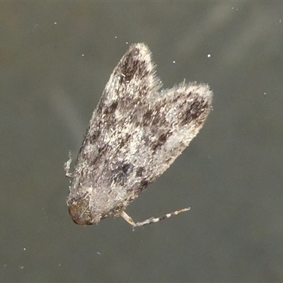 Unidentified Moth (Lepidoptera) at Charleys Forest, NSW - 19 Nov 2024 by arjay