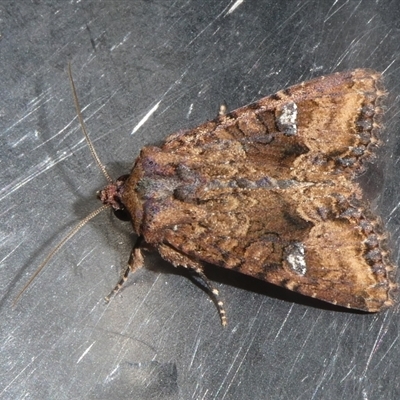 Neumichtis saliaris (Green Cutworm Moth) at Charleys Forest, NSW - 20 Nov 2024 by arjay