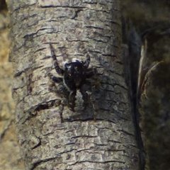Salticidae (family) (Jumping spider) at West Hobart, TAS - 22 Nov 2024 by VanessaC