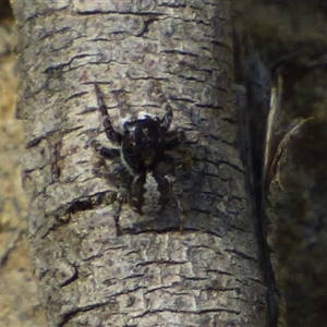 Salticidae (family) at West Hobart, TAS - 22 Nov 2024 03:11 PM