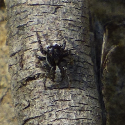 Unidentified Spider at West Hobart, TAS - 22 Nov 2024 by VanessaC