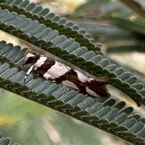 Macrobathra desmotoma at Ainslie, ACT - 22 Nov 2024