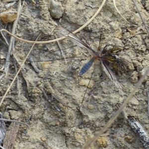 Unidentified Crane fly, midge, mosquito or gnat (several families) at West Hobart, TAS by VanessaC