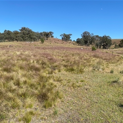 Nassella trichotoma (Serrated Tussock) at Jacka, ACT - 22 Nov 2024 by mcosgrove