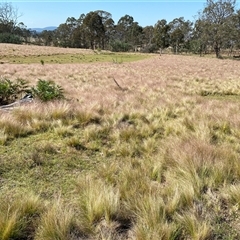 Nassella trichotoma at Jacka, ACT - 22 Nov 2024